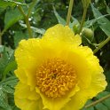 Paeonia delavayi var.lutea